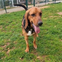 ARTHUR, chien à adopter