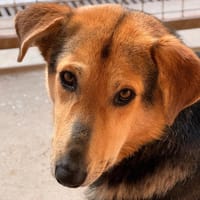 ROMY, chienne à adopter