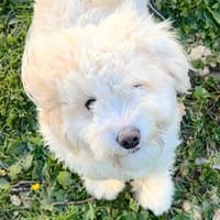 BOBBY, chien à adopter