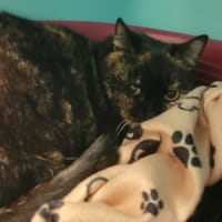 pocahontas, chatte à adopter