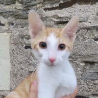 JASMIN, chat à adopter