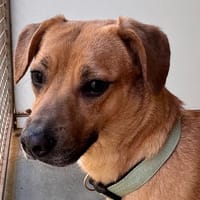 LAYA, chienne à adopter