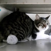 Eros, chat à adopter