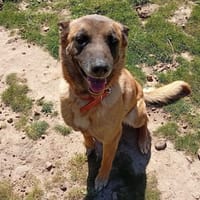 Scarla, chienne à adopter