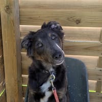 ATHOS, chien à adopter