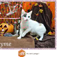 RYME, chatte à adopter