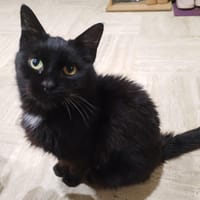 léo, chat à adopter