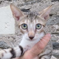 MOKA, chat à adopter