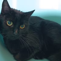 PEGGY C, chatte à adopter