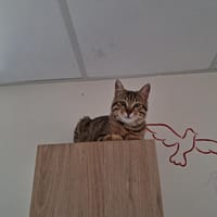SIMBA réservé, chat à adopter