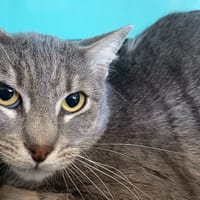 ZACKARY C, chat à adopter