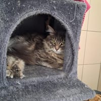 SMOKY Réservé, chat à adopter