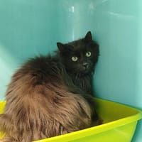 FLOKY (promis), chat à adopter