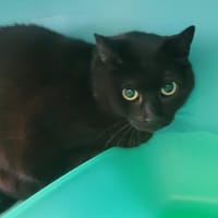 disney, chat à adopter