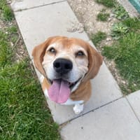 PACO, chien à adopter