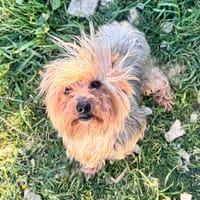 SCOOP, chien à adopter