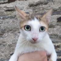 SHIRALI, chatte à adopter