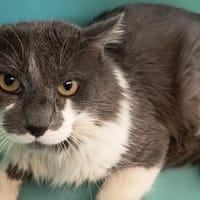 DAKE C, chat à adopter