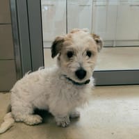 OLIVER, chien à adopter