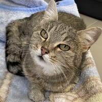 HECATE, chatte à adopter