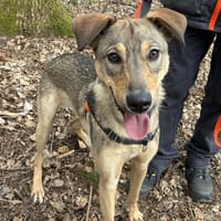 PLOUF dit NINJA, chien à adopter