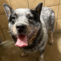 THOR, chien à adopter