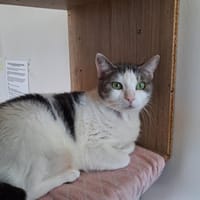 vany, chatte à adopter