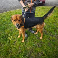 BADABOUM, chien à adopter