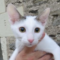 ESMA, chat à adopter