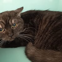 SHUKI C, chat à adopter