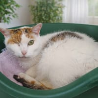 SMACK, chatte à adopter