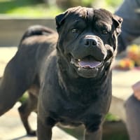 Carlos, chien à adopter