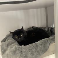 obélix, chat à adopter