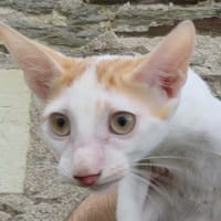 KIRO, chat à adopter