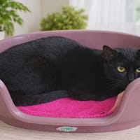 TADAM, chatte à adopter