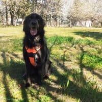 PIKACHU, chien à adopter