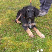 BETTY, chienne à adopter