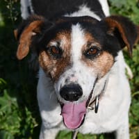 Paco, chien à adopter