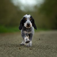 Bifrost, chien à adopter