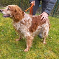 JUNIOR, chien à adopter