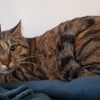 Silver, chatte à adopter