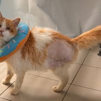 GROOMY, chat à adopter