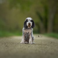 Beyla, chienne à adopter