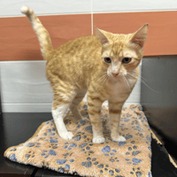 GRIYOU, chat à adopter