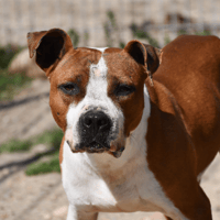 Star, chien à adopter