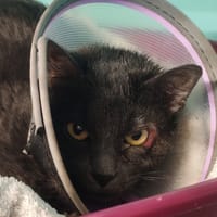 IONA, chat à adopter