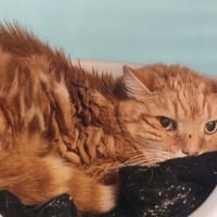 KWEI, chat à adopter
