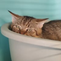 MICHOKO, chat à adopter