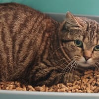 MAGNOLIA, chatte à adopter