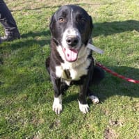 RALEIGH, chien à adopter